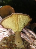Panus lecomtei image