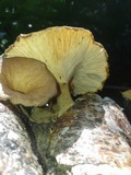 Panus lecomtei image