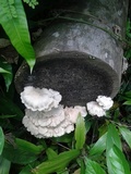 Pleurotus djamor image