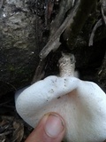 Lentinus scleropus image