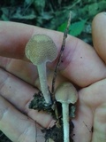 Psathyrella tuberculata image