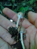 Psathyrella tuberculata image