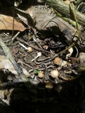Psathyrella tuberculata image