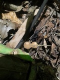 Psathyrella tuberculata image