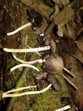 Psathyrella tuberculata image