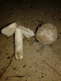 Amanita arenicola image