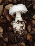 Amanita smithiana image