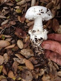 Amanita smithiana image