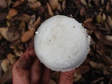 Amanita smithiana image