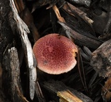 Gymnopilus dilepis image