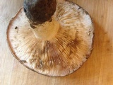 Lactarius argillaceifolius var. megacarpus image