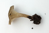 Ampulloclitocybe clavipes image