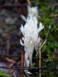 Clavulina coralloides image