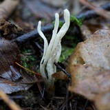 Clavulina coralloides image
