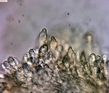 Gymnopilus dilepis image