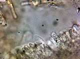 Gymnopilus dilepis image