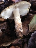 Inocybe sororia image