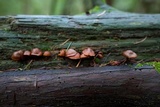 Gymnopilus oregonensis image