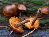 Gymnopilus oregonensis image