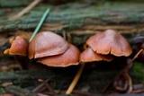 Gymnopilus oregonensis image