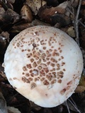 Amanita cruentilemurum image