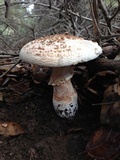Amanita cruentilemurum image