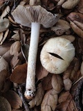 Inocybe sororia image