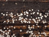 Lachnum virgineum image