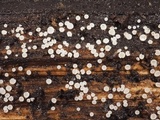 Lachnum virgineum image