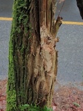 Scytinostroma portentosum image