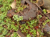 Ganoderma adspersum image