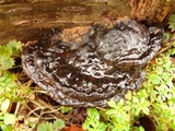 Ganoderma adspersum image