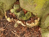 Ganoderma adspersum image