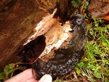 Ganoderma adspersum image