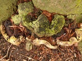 Ganoderma adspersum image