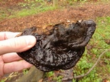Ganoderma adspersum image