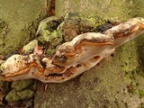 Ganoderma adspersum image