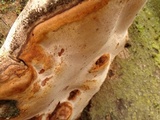 Ganoderma adspersum image