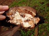 Ganoderma adspersum image