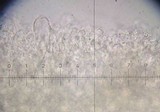 Pluteus chrysophaeus image