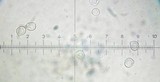 Pluteus chrysophaeus image