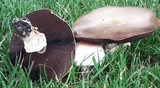 Agaricus californicus image