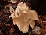 Lepista personata image