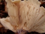 Lepista personata image