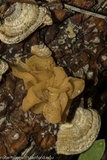 Naematelia aurantia image