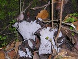 Cantharellus cinereus image