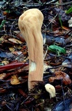 Clavariadelphus occidentalis image