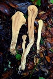 Clavariadelphus occidentalis image