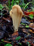 Clavariadelphus occidentalis image