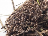 Thelephora palmata image